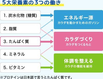 5大栄養素養の3つの働き