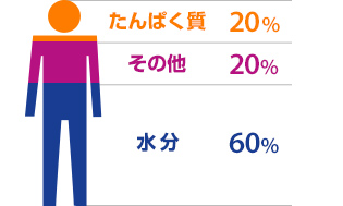 学ぼう!カラダ知識:アミノ酸のはたらき:イメージ1