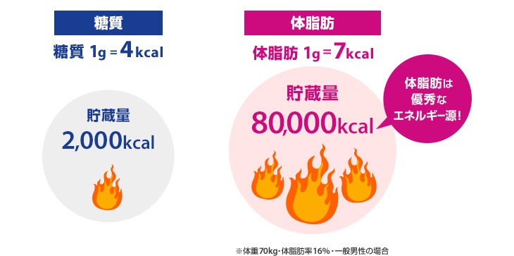 学ぼう！カラダ知識：体内エネルギー：イメージ1