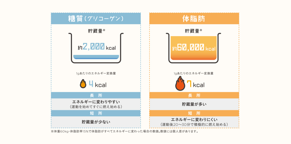 糖質（グリコーゲン）貯蔵量約2,000kcal 1gあたりのエネルギー変換量4kcal 長所:エネルギーに変わりやすい（運動を始めてすぐに燃え始める）短所:貯蔵量が少ない 体脂肪 1gあたりのエネルギー変換量7kcal 長所:貯蔵量が多い 短所:エネルギーに変わりにくい（運動後20～30分で積極的に燃え始める）　※体重60kg・体脂肪率15%で体脂肪がすべてエネルギーに変わった場合の数値。数値には個人差があります。