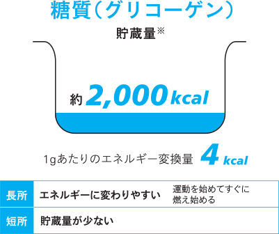 糖質(グリコーゲン)貯蔵量※ 約2000kcal 1gあたりのエネルギー変換量4kcal 長所:エネルギーに変わりやすい 運動を始めてすぐに燃え始める 短所:貯蔵量が少ない
