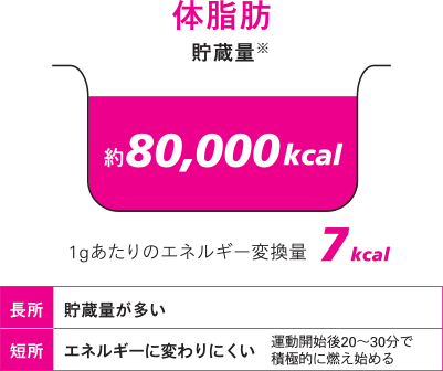 体脂肪 貯蔵量※ 約80,000kcal 1gあたりのエネルギー変換量 7kcal 長所:貯蔵量が多い 短所:エネルギーに変わりにくい 運動開始後20分〜30分で積極的に燃え始める