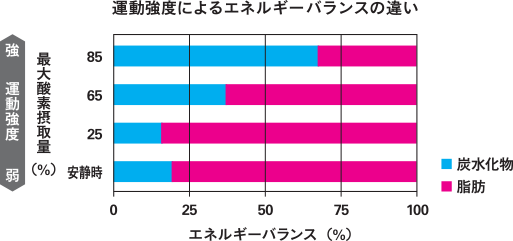運動強度によるエネルギーバランスの違い