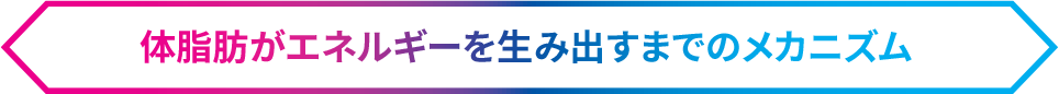 体脂肪がエネルギーを生み出すまでのメカニズム