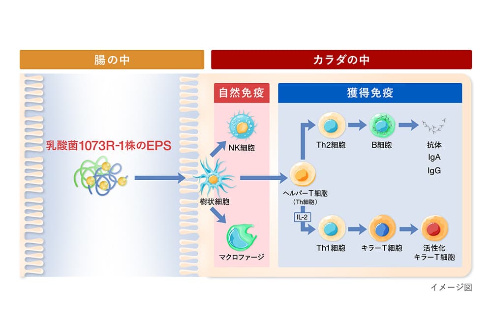 イメージ図