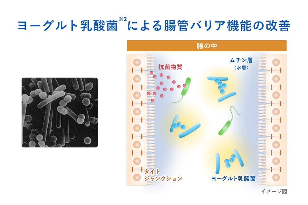 イメージ図:ヨーグルト乳酸菌による腸管バリア機能の改善