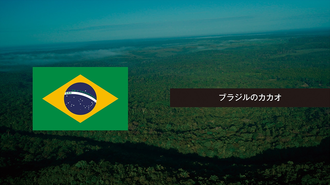 BRAZIL ブラジル 森をつくる人々 ブラジルのカカオ
