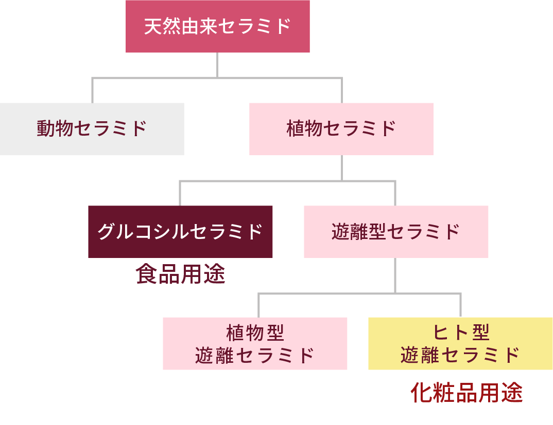 セラミドについてのグラフ