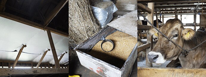 写真:断熱、飼料、牛舎