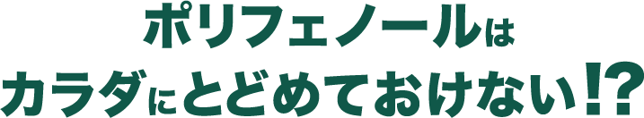 ポリフェノールはカラダにとどめておけない！？ 