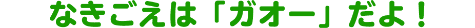 なきごえは「ガオー」だよ！