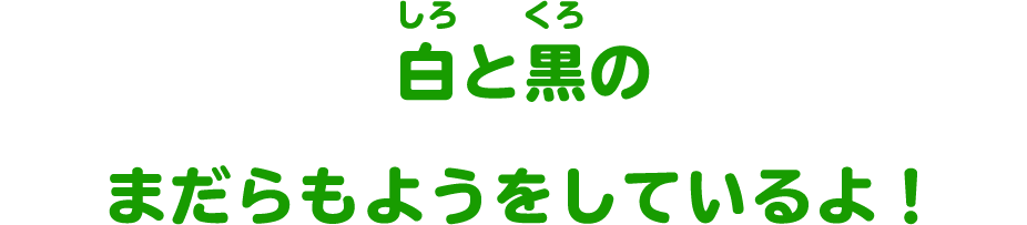 白と黒のまだらもようをしているよ！