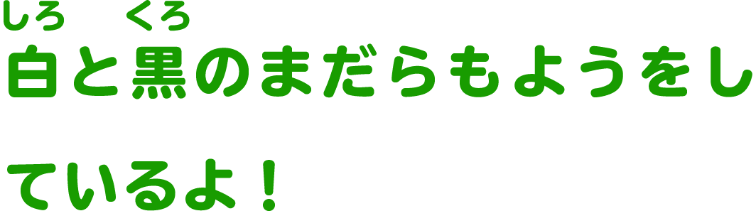 白と黒のまだらもようをしているよ！