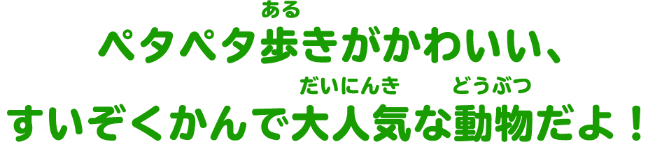 ペタペタ歩きがかわいい、すいぞくかんで大人気な動物だよ！