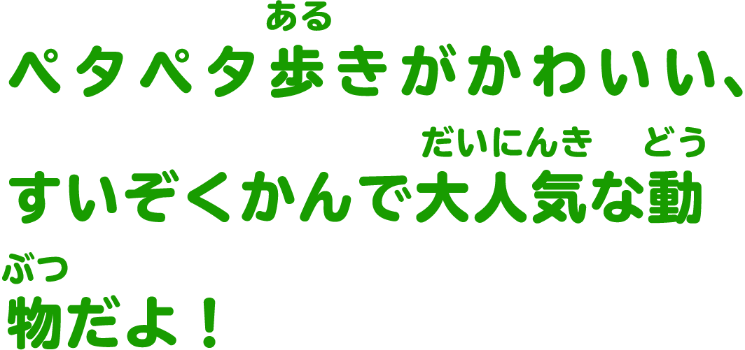 ペタペタ歩きがかわいい、すいぞくかんで大人気な動物だよ！