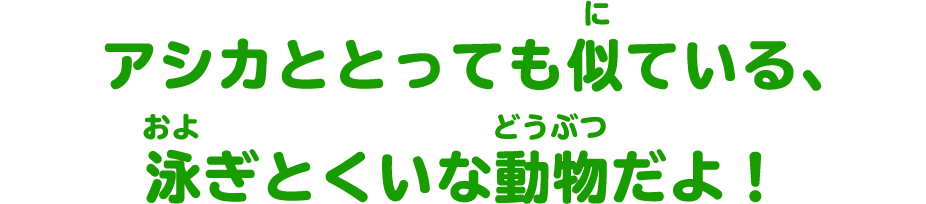 アシカととっても似ている、泳ぎとくいな動物だよ！