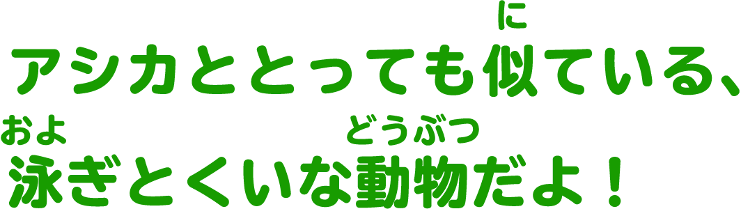 アシカととっても似ている、泳ぎとくいな動物だよ！