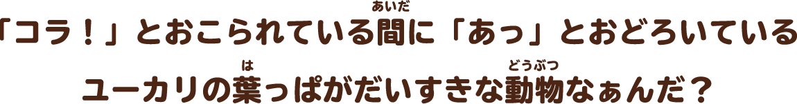 「コラ！」とおこられている間に「あっ」とおどろいているユーカリの葉っぱがだいすきな動物なぁんだ？