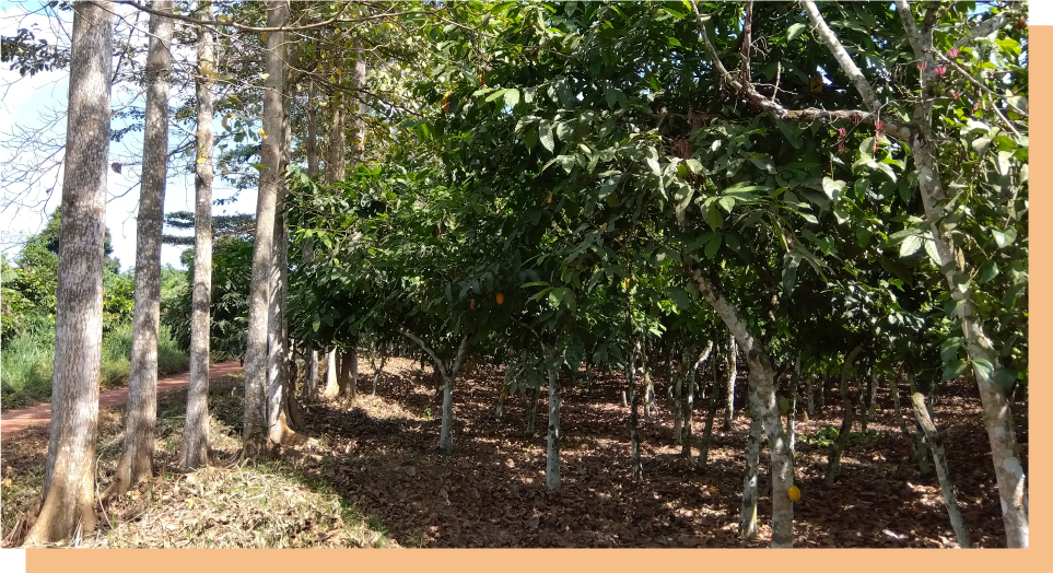 アグロフォレストリーを、進める 活動イメージ