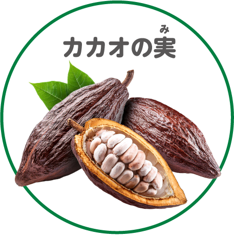 カカオの実