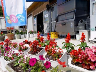 【写真】店先の色鮮やかな花を咲かせたプランター