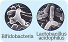 Bifidobacteria Lactobacillus acidophilus