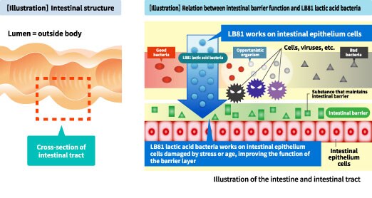 Reference: [Illustration] Intestinal aging and its cause