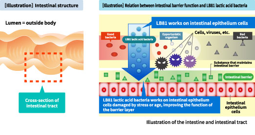 Reference: [Illustration] Intestinal aging and its cause