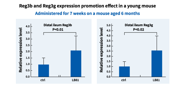 若齢マウスにおける Reg3b および reg3g 発現促進効果