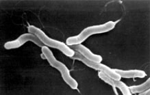 Helicobacter pylori