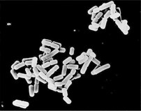 Electron microscope image of OLL2716 lactic acid bacteria