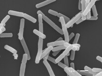 Electron microscope image of PA-3 lactic acid bacteria