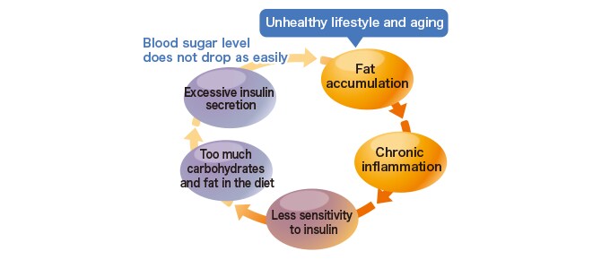 Vicious cycle of chronic inflammation and fat accumulation