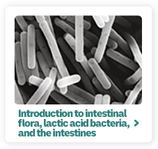 Introduction to intestinal flora, lactic acid bacteria, and the intestines