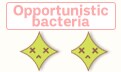 Opportunistic bacteria