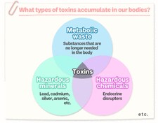 What types of toxins accumulate in our bodies?