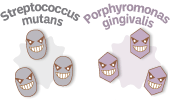 Streptococcus mutans Porphyromonas gingivalis