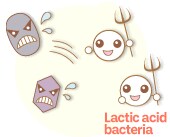 Lactic acid bacteria