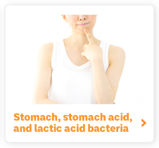 Stomach, stomach acid, and lactic acid bacteria