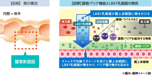 【図解】腸の構造・【図解】腸管バリア機能とLB81乳酸菌の関係