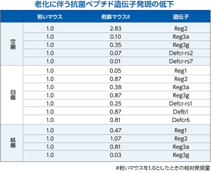 老化に伴う抗菌ペプチド遺伝子の発現の低下
