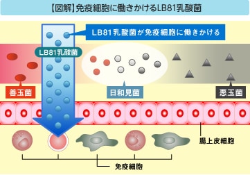 【図解】免疫細胞に働きかけるLB81乳酸菌