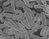 Lactiplantibacillus plantarum OLL2712（以下、乳酸菌OLL2712株）について