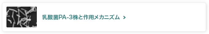 乳酸菌PA-3株と作用メカニズム