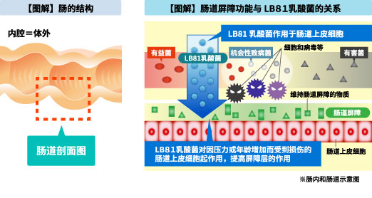 【図解】腸の構造・【図解】腸管バリア機能とLB81乳酸菌の関係