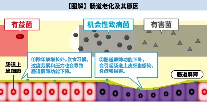 【图解】肠道老化及其原因＞