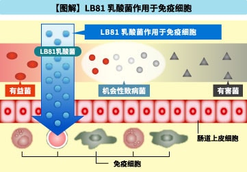 【图解】LB81乳酸菌也作用于肠道内的免疫细胞