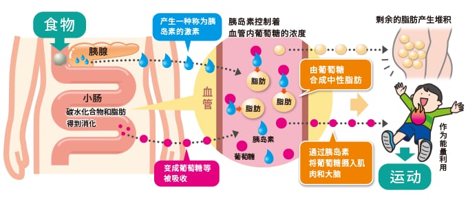 脂肪堆积的原理