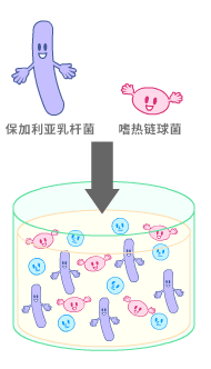 种菌，嗜热链球菌，保加利亚乳杆菌